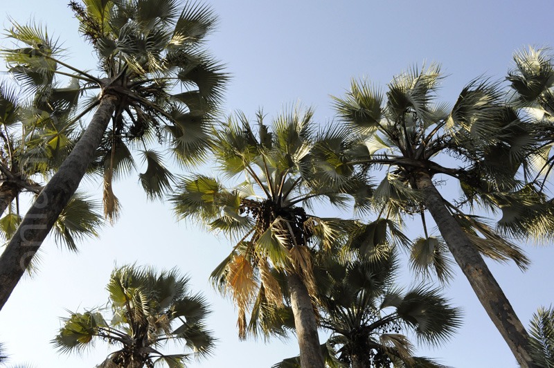 Rauschende Palmen